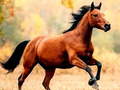 Laro Horse Slide