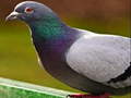 Laro Pigeon Jigsaw Puzzle