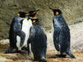 Laro King Penguin Jigsaw