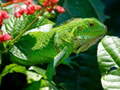 Laro Wild Iguana