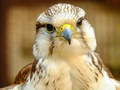Laro Gyrfalcon Jigsaw