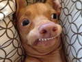 Laro What meme dog are you ?