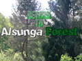 Laro Return To Alsunga Forest