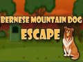 Laro Bernese Mountain Dog Escape