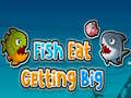 Laro Fish Eat Getting Big