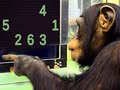 Laro Memory Chimp