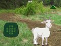 Laro Goat Find The Child