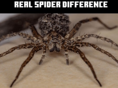 Laro Real Spider Difference