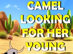 Laro Camel Looking For Her Young
