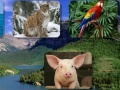 Laro Guess the animal sounds